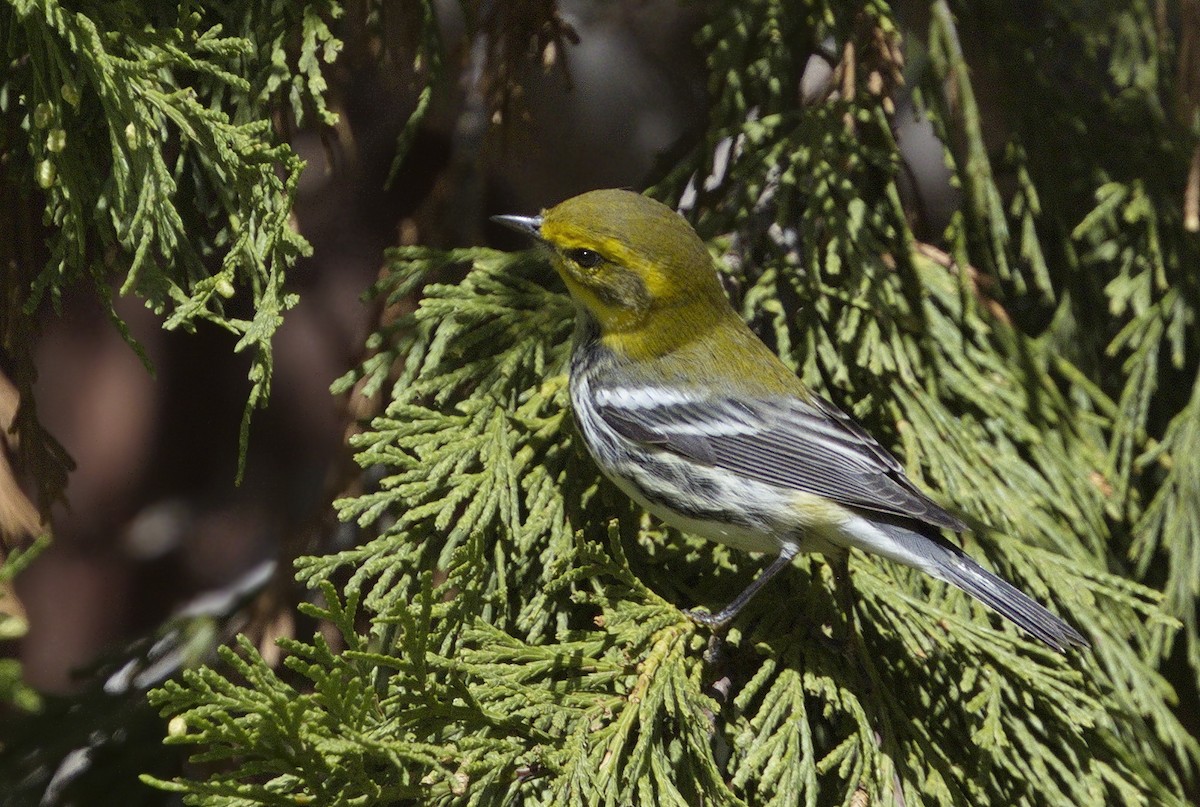 Black-throated Green Warbler - ML643163850