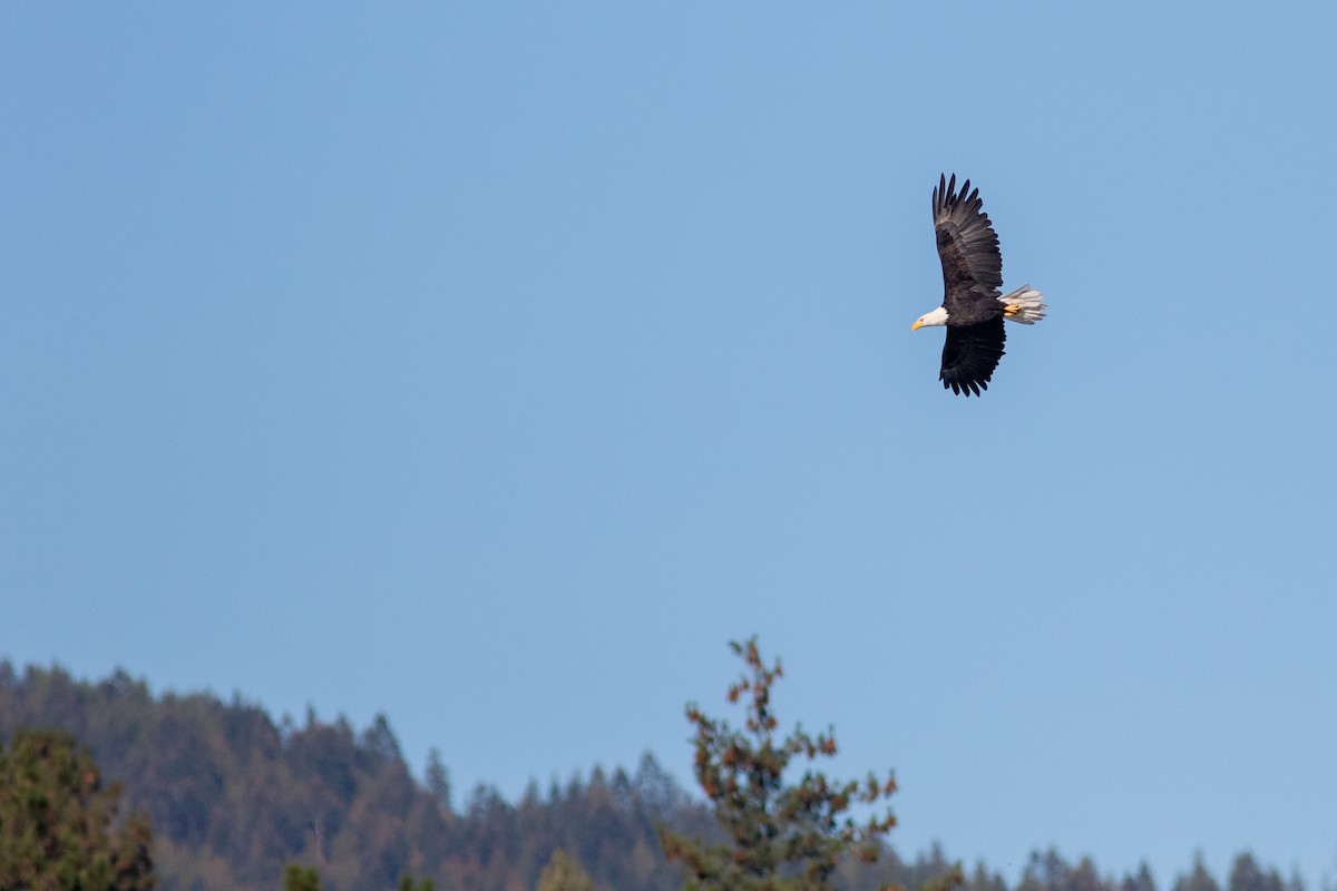 Bald Eagle - ML643163853