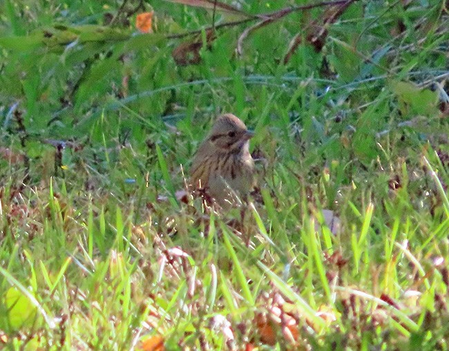 Lincoln's Sparrow - ML643163860