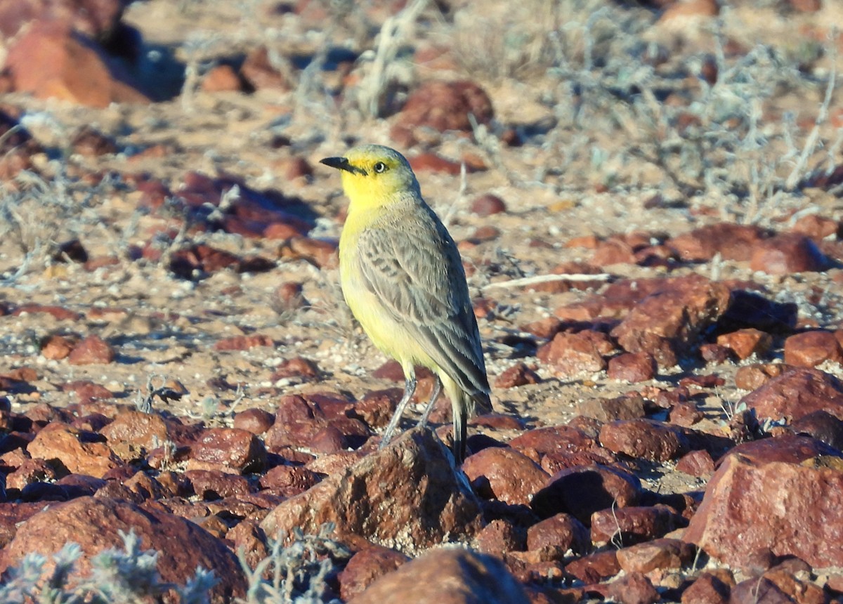 Gibberbird - ML643163861