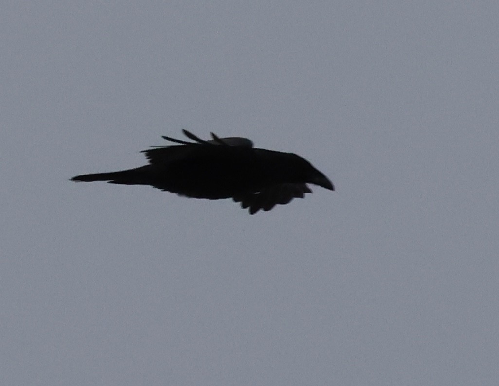 Grand Corbeau - ML643163862