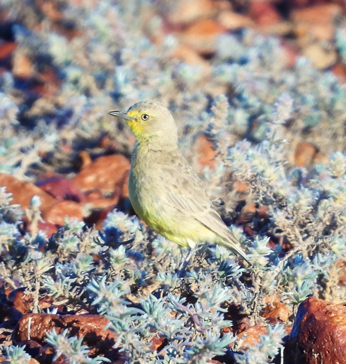 Gibberbird - ML643163863