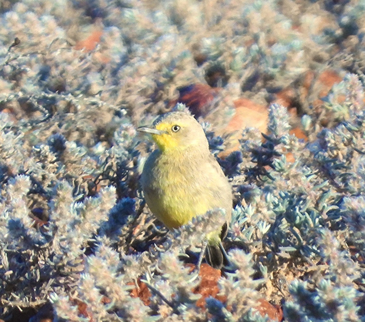 Gibberbird - ML643163871