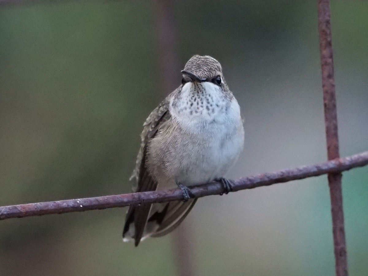 Black-chinned Hummingbird - ML643163874