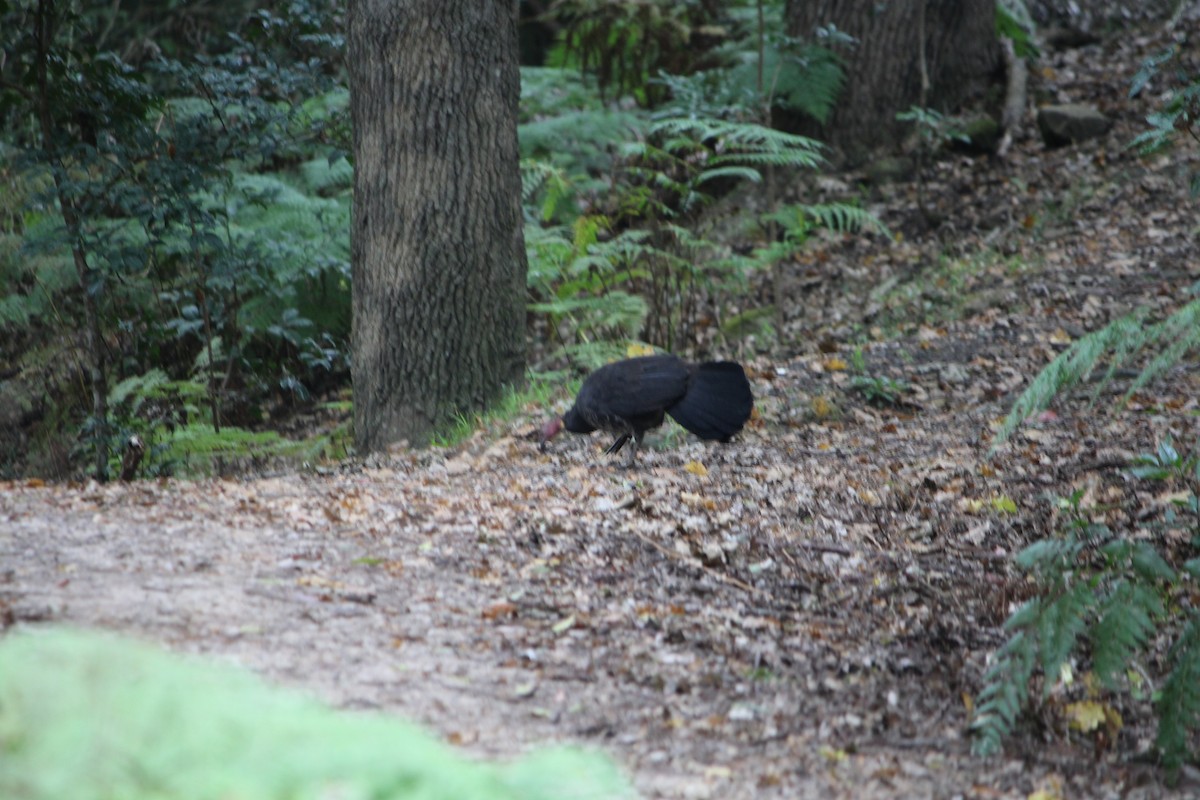 Australian Brushturkey - ML643163883