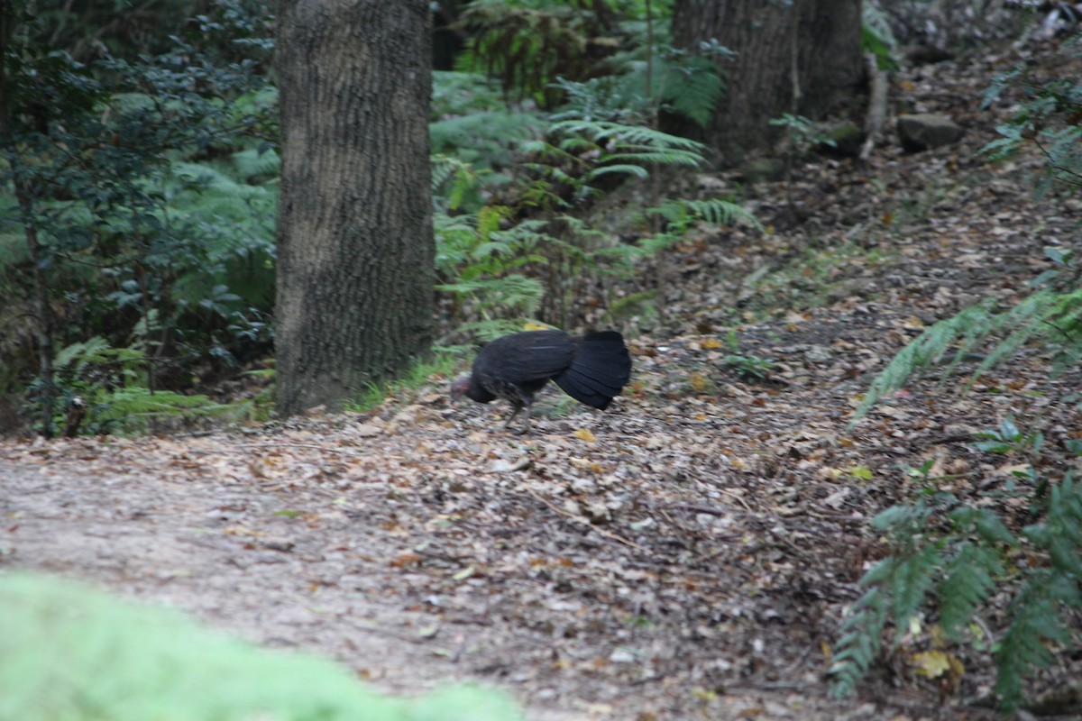 Australian Brushturkey - ML643163884