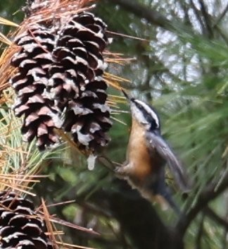 ムネアカゴジュウカラ - ML643163887
