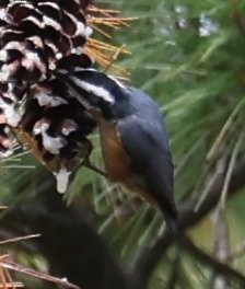 ムネアカゴジュウカラ - ML643163889