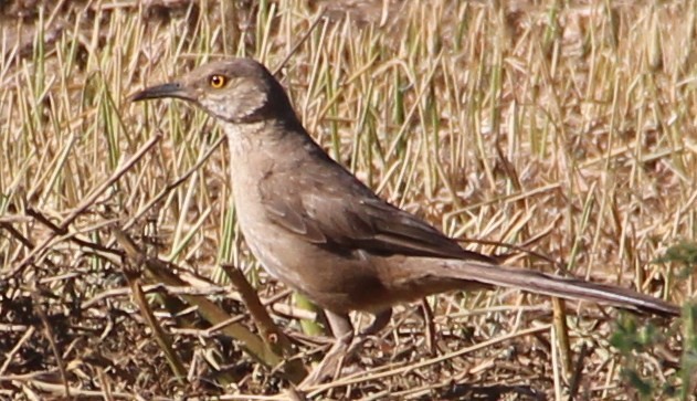 Bendire's Thrasher - ML643163896