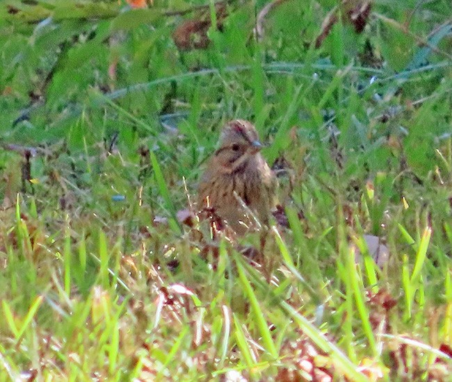 Lincoln's Sparrow - ML643163914