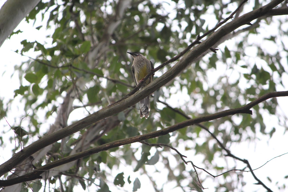 Red Wattlebird - ML643163917