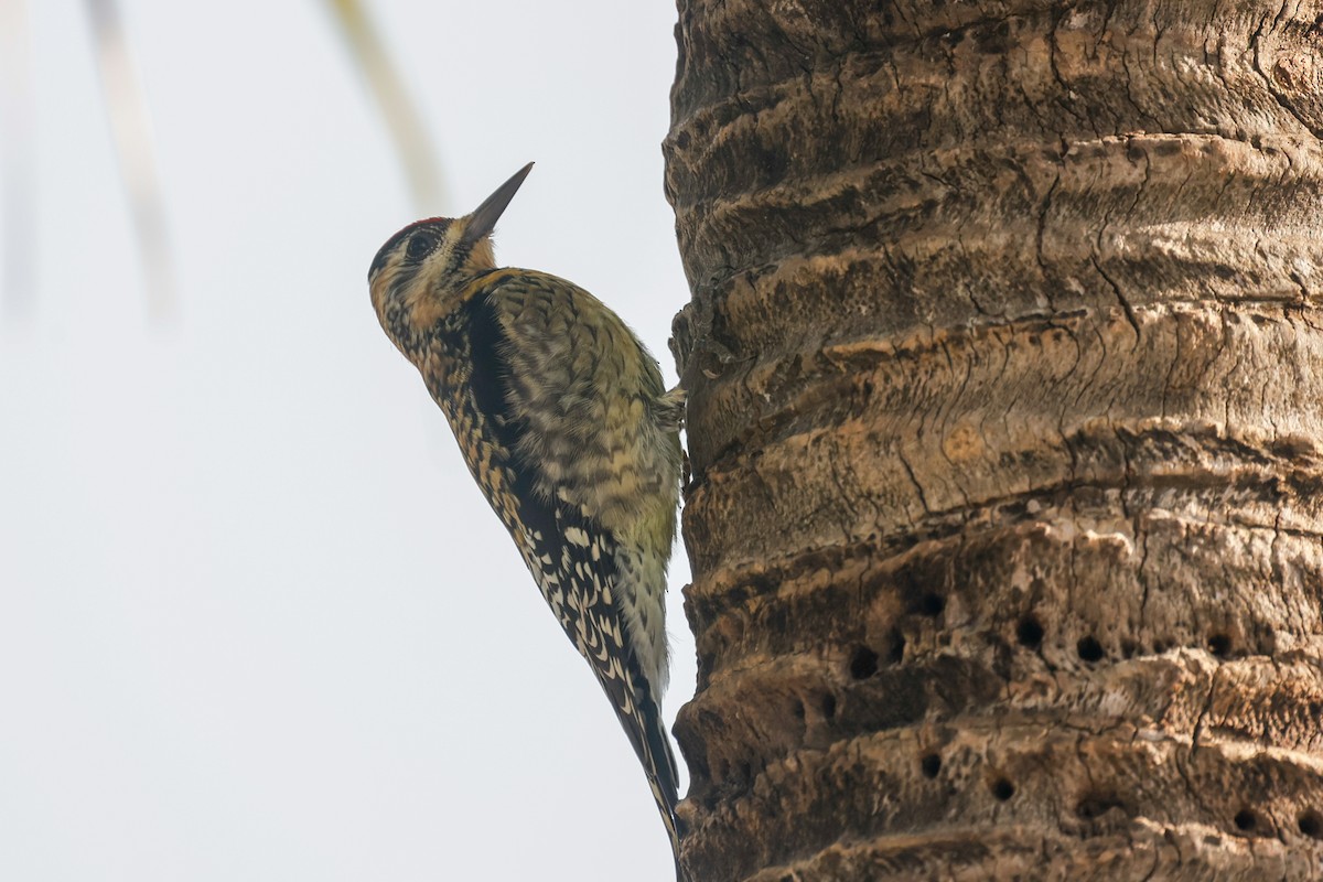 Yellow-bellied Sapsucker - ML643163921