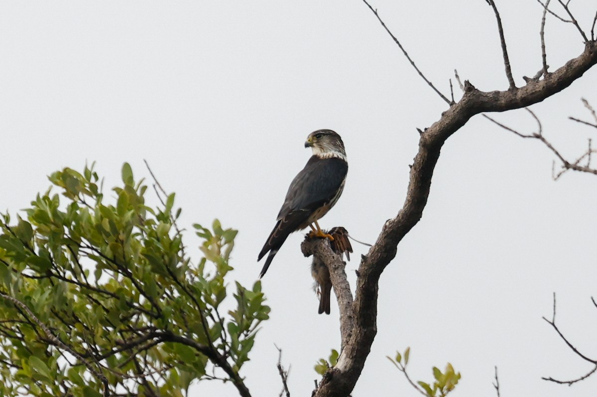 Merlin - ML643163924