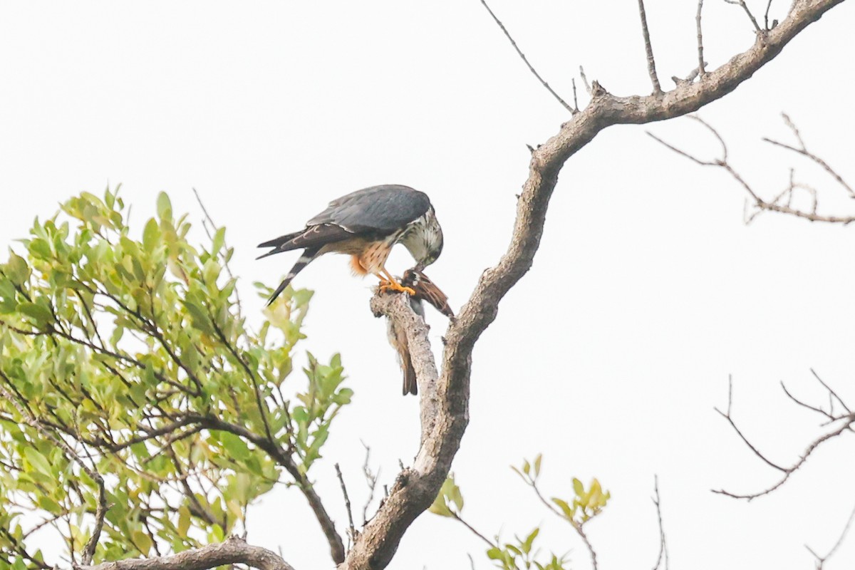 Merlin - ML643163931