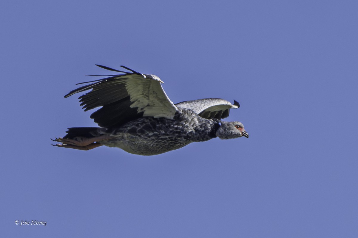 Southern Screamer - ML643163934