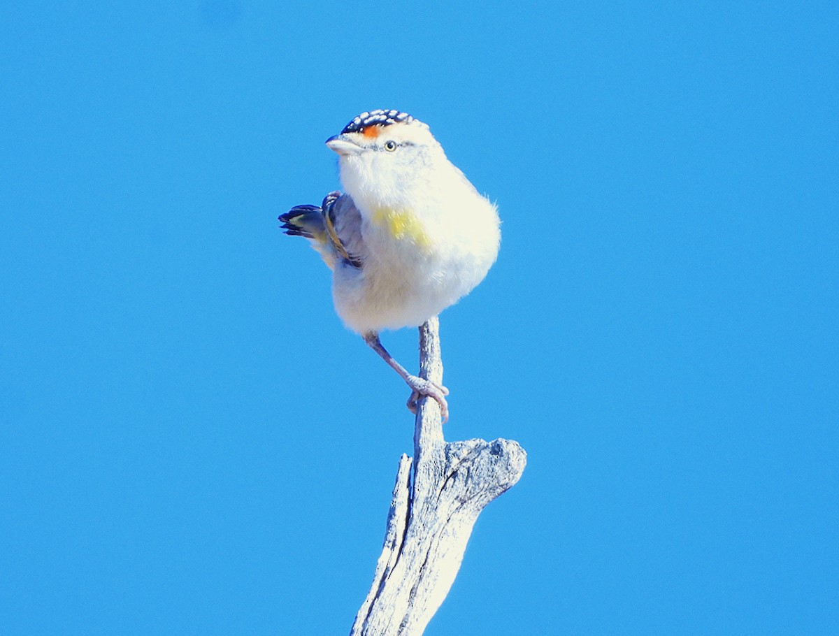 Red-browed Pardalote - ML643163936