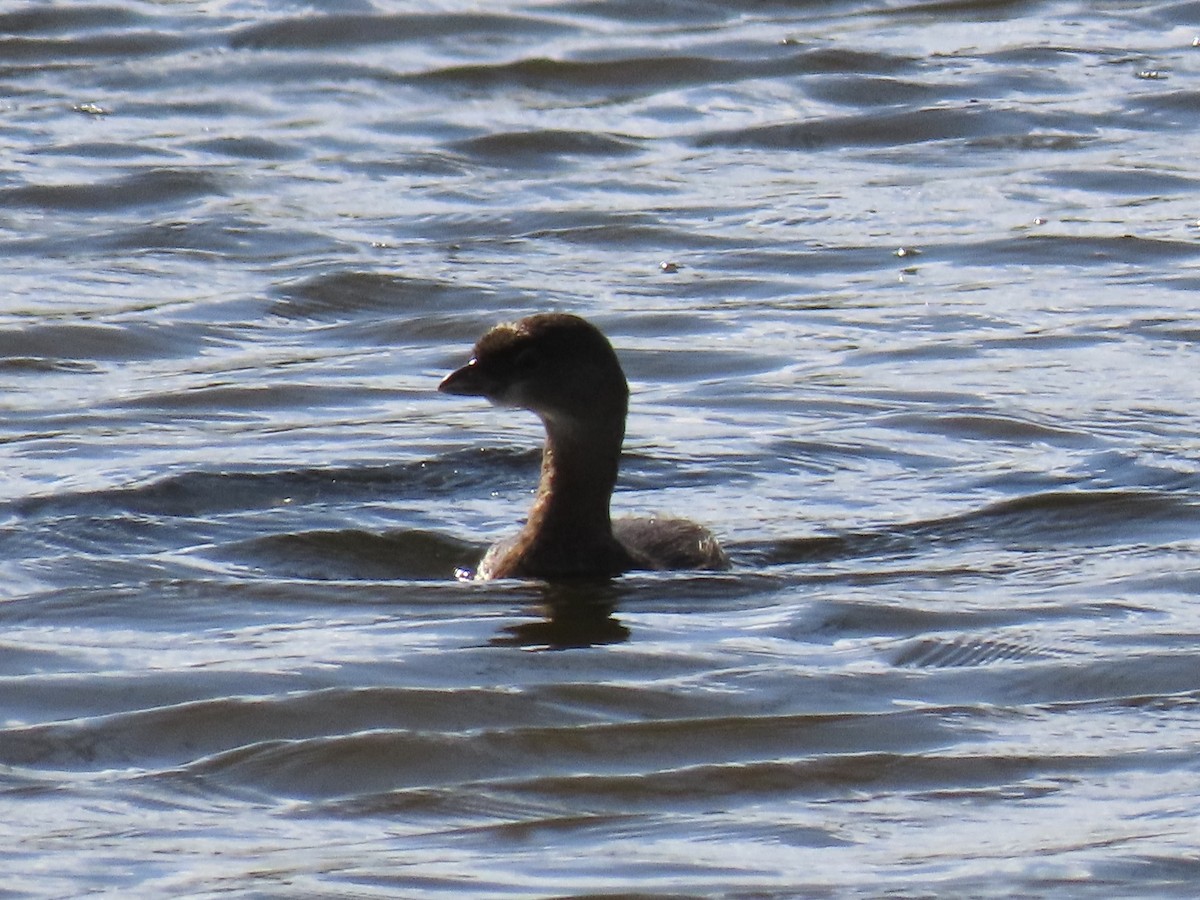 Pied-billed Grebe - ML643163937