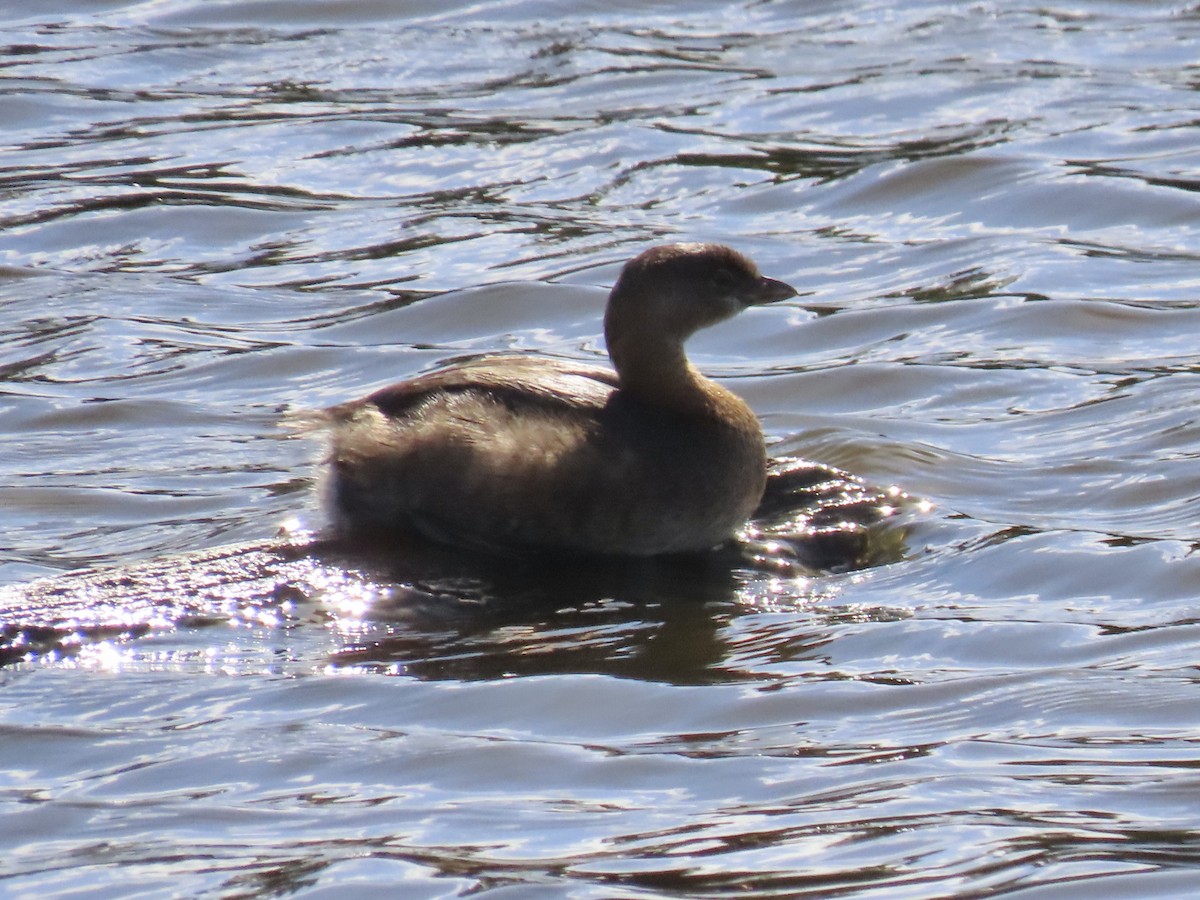 Pied-billed Grebe - ML643163938
