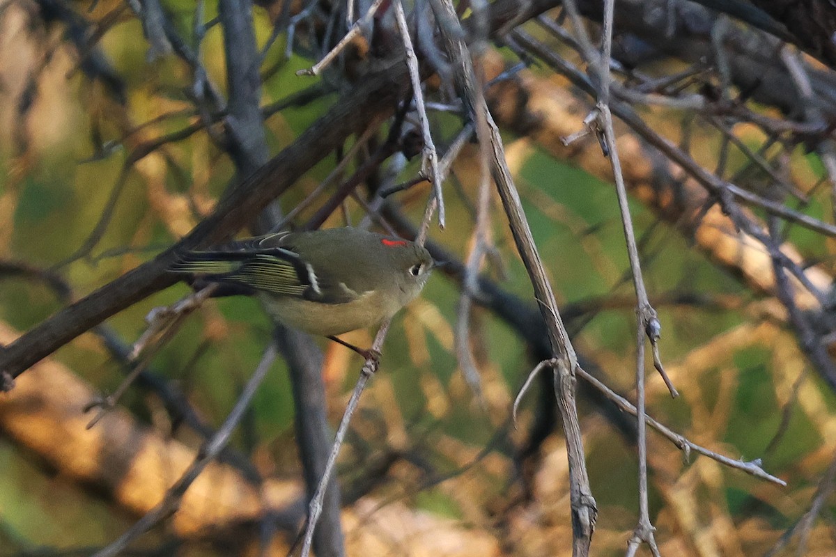 Ruby-crowned Kinglet - ML643163940