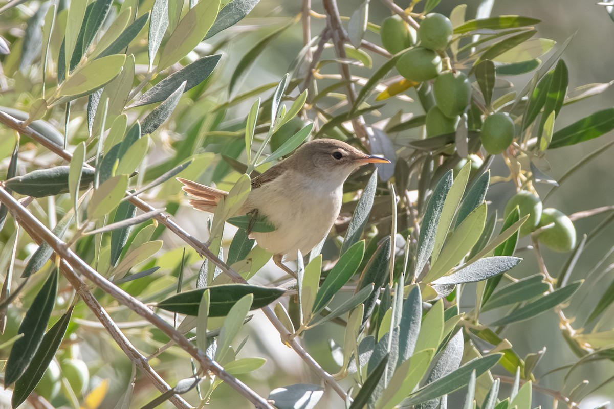 Western Olivaceous Warbler - ML643163941