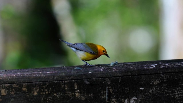 Prothonotary Warbler - ML643163944