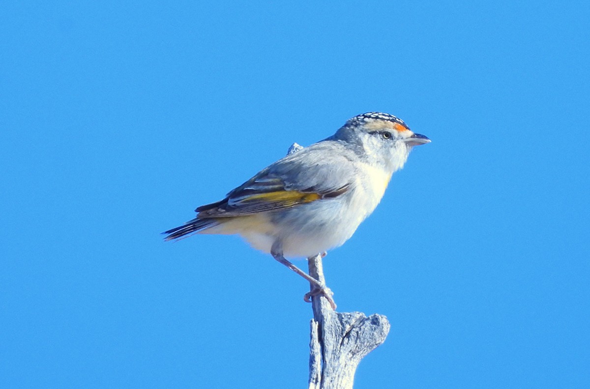 Red-browed Pardalote - ML643163945