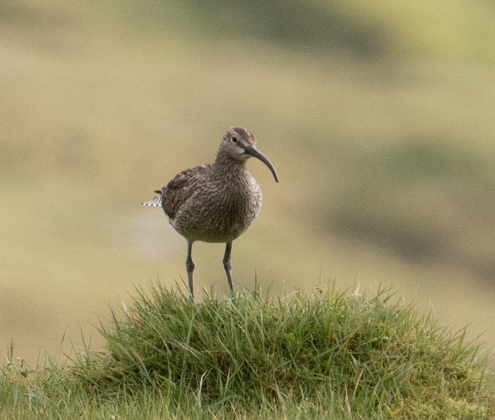 Whimbrel (European) - ML643163949