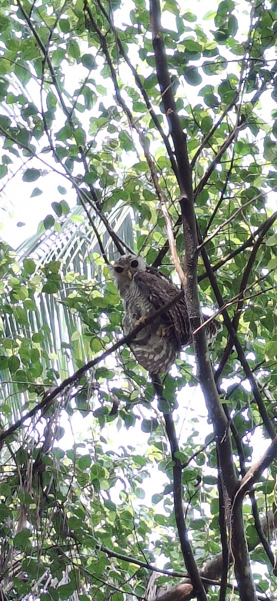 Barred Eagle-Owl - ML643163962