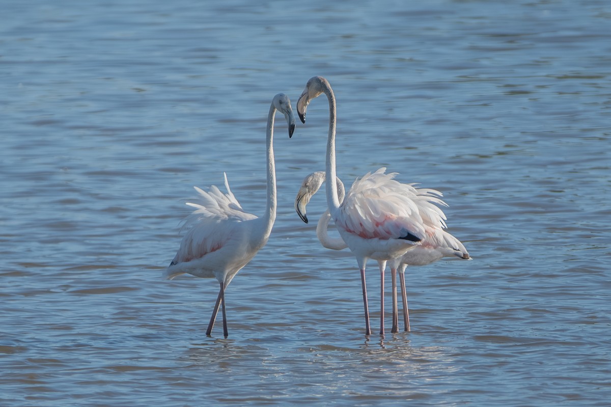 Greater Flamingo - ML643163963