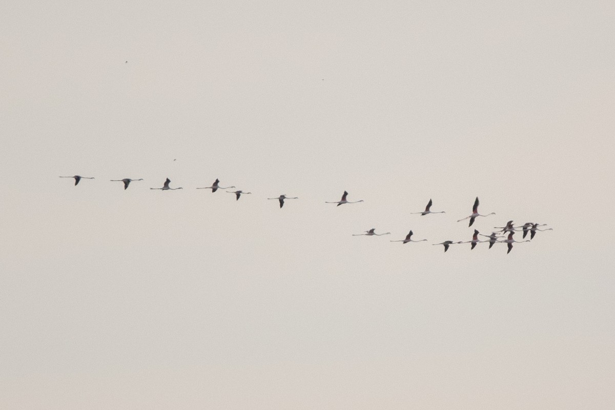 Greater Flamingo - ML643163964