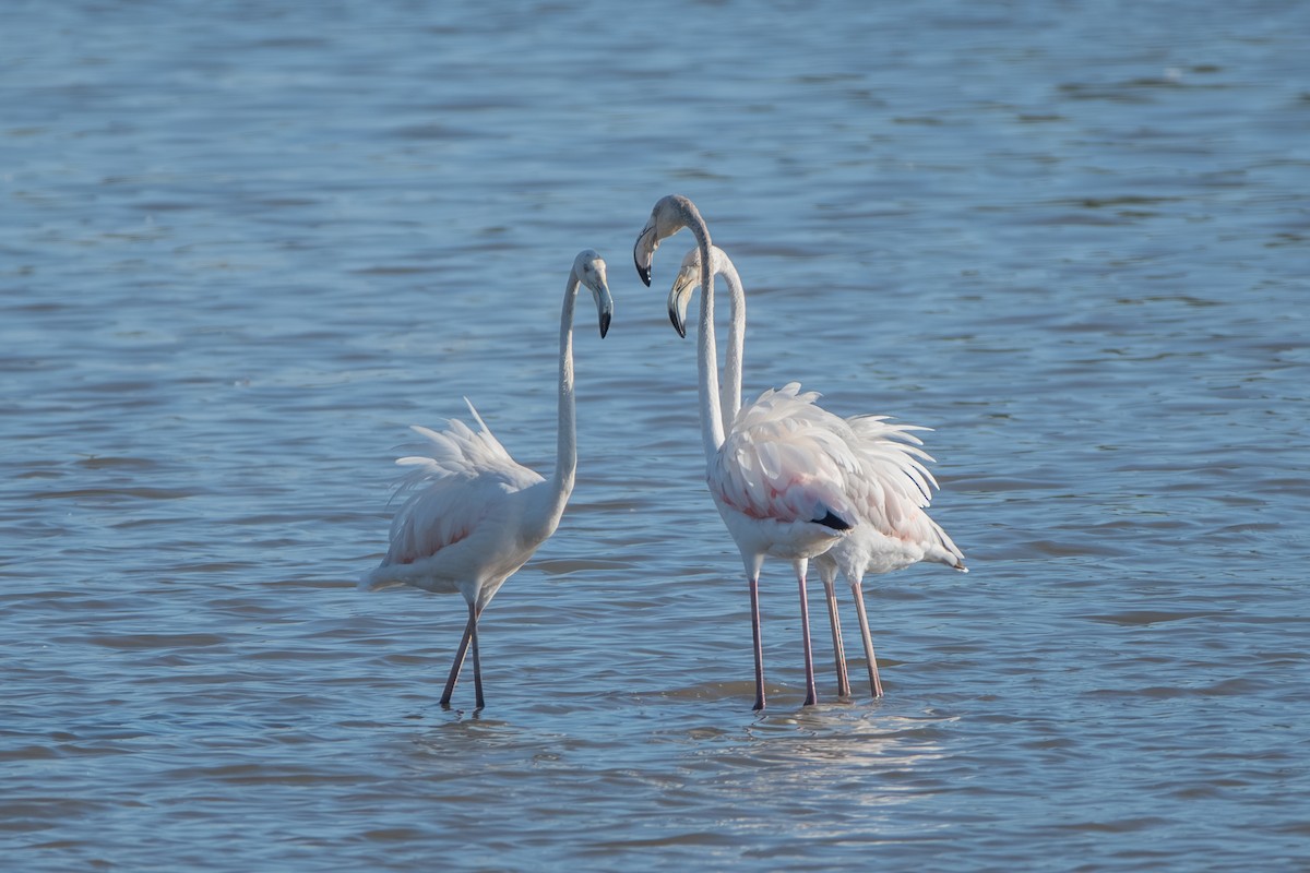 Greater Flamingo - ML643163965