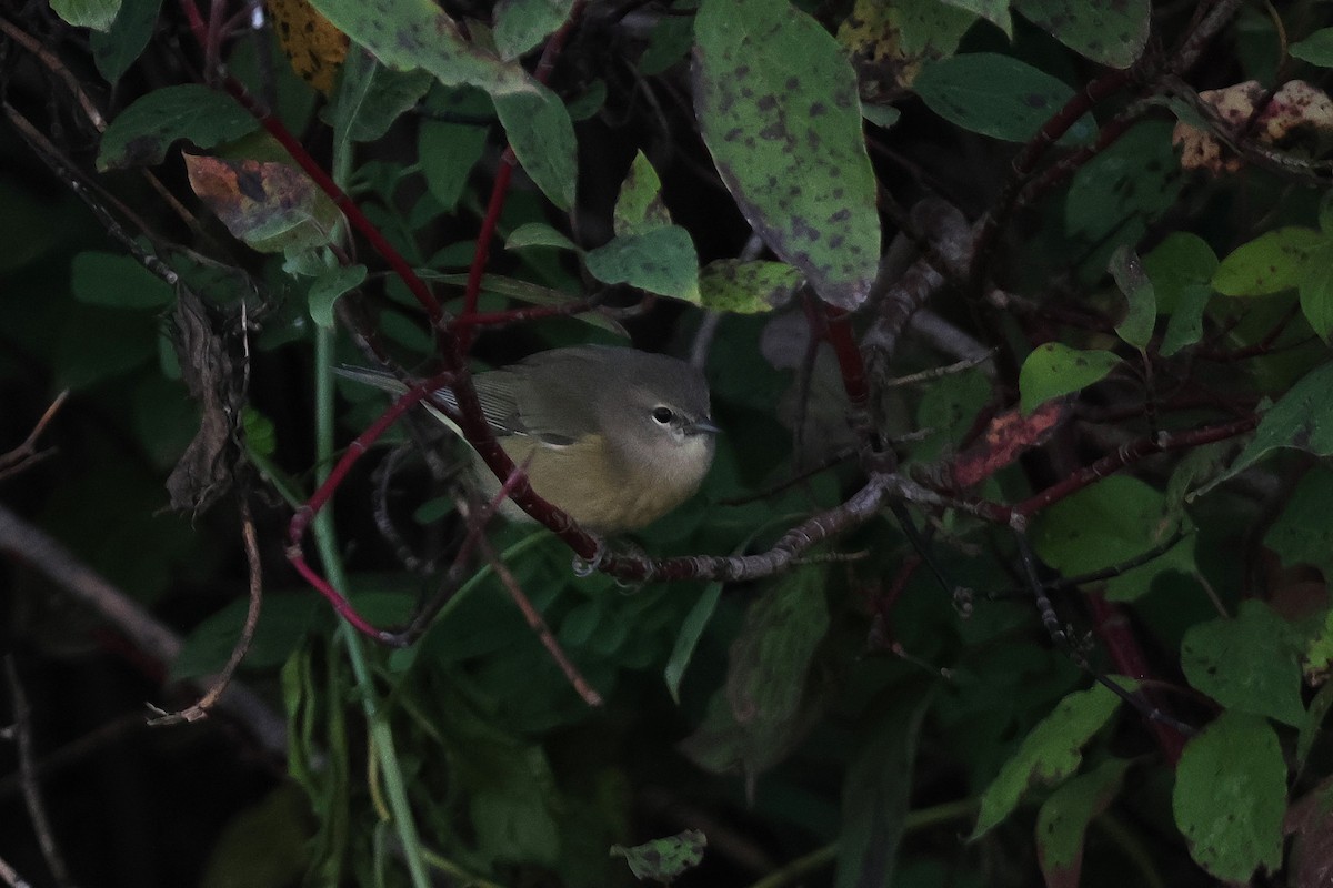 Orange-crowned Warbler - ML643163967