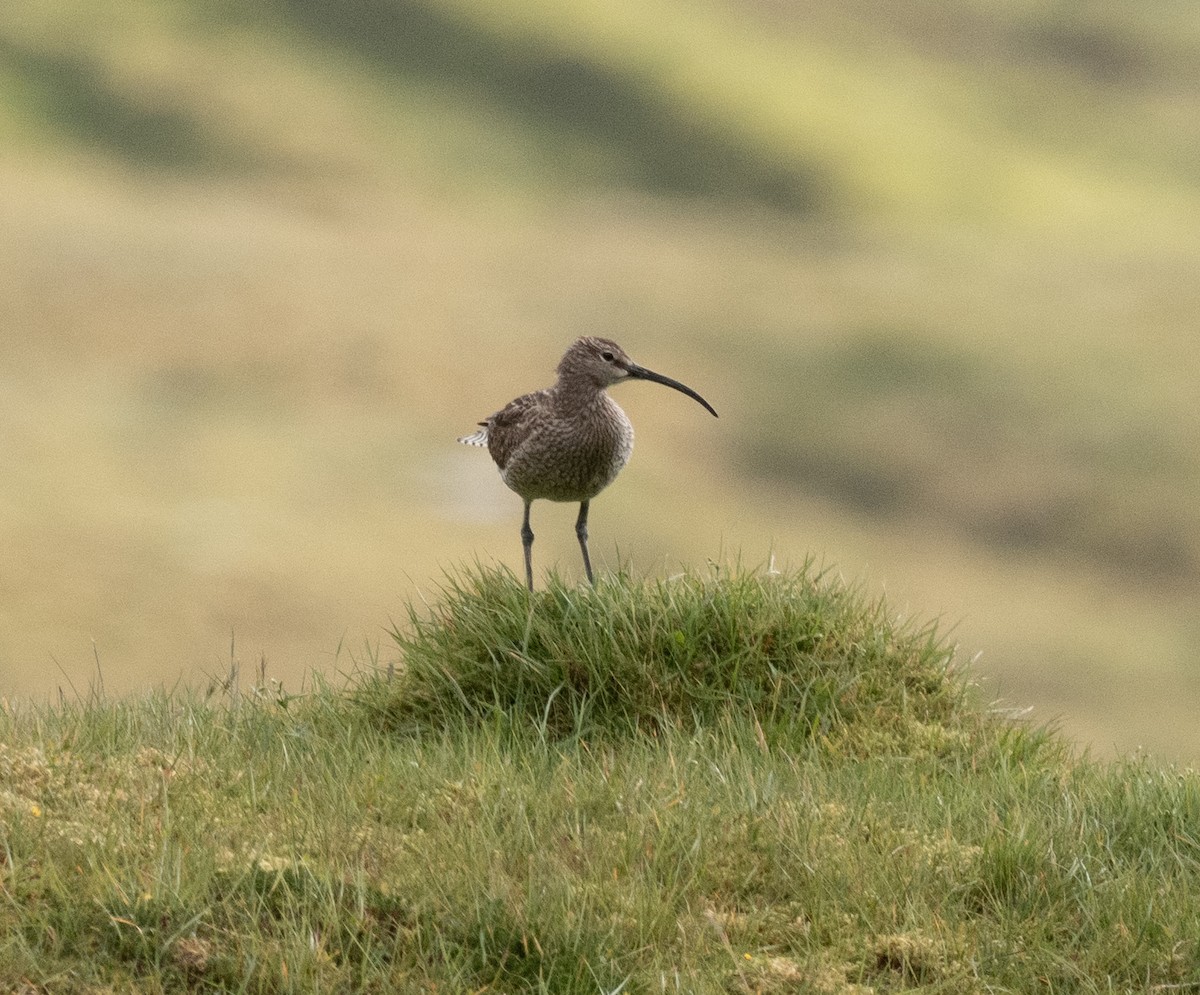 Whimbrel (European) - ML643163975
