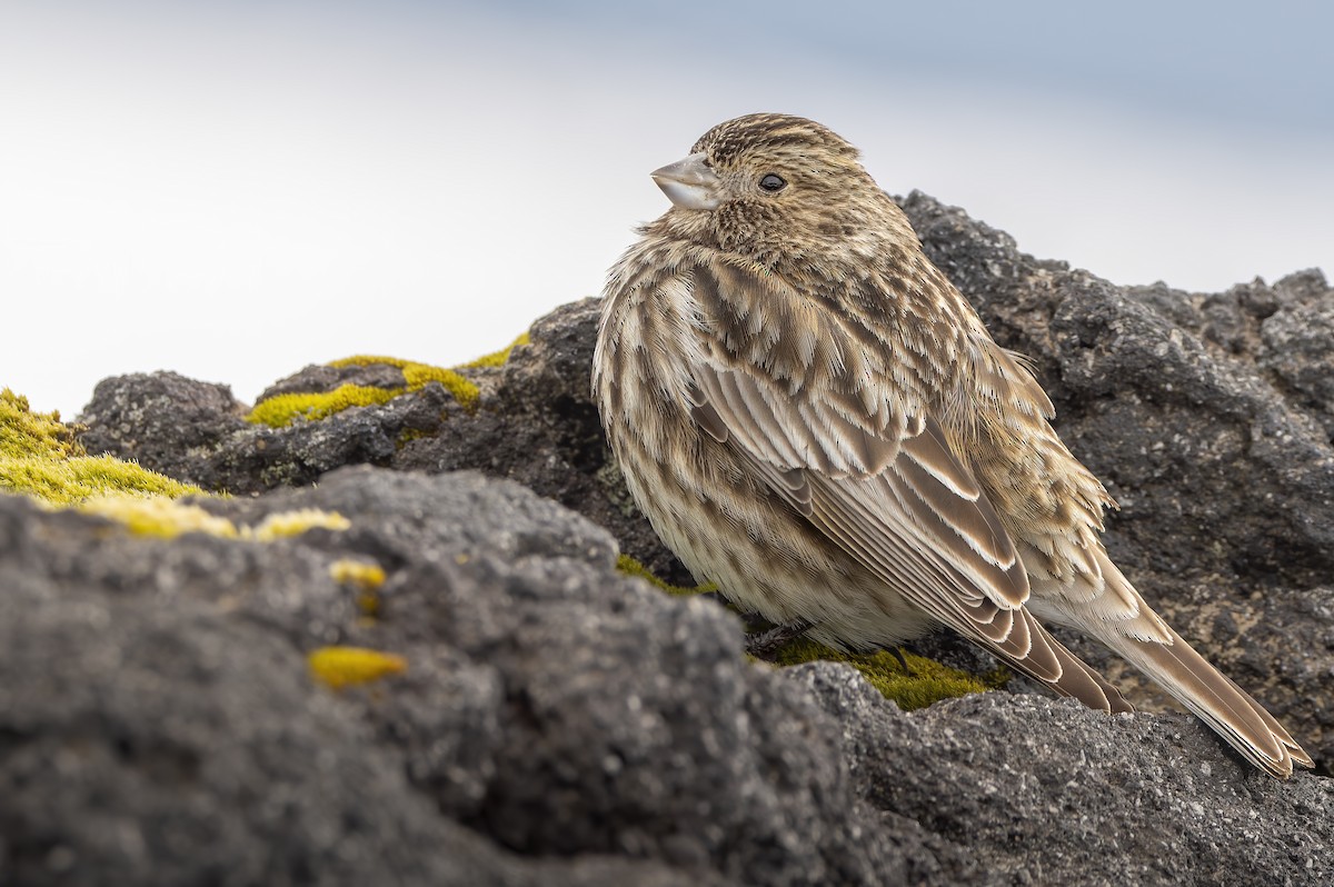Yellow-bridled Finch - ML643163981