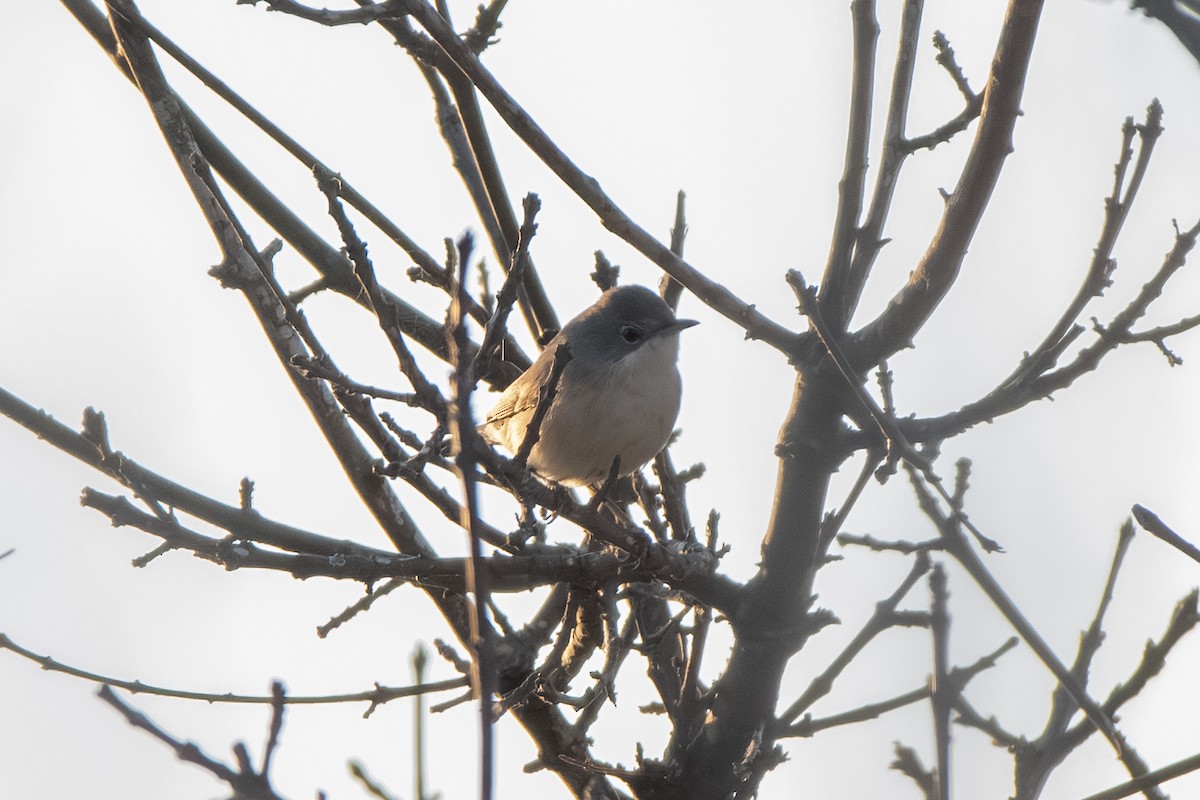 Western Subalpine Warbler - ML643163982