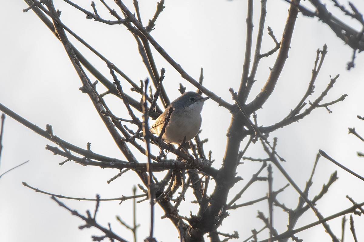 Western Subalpine Warbler - ML643163983