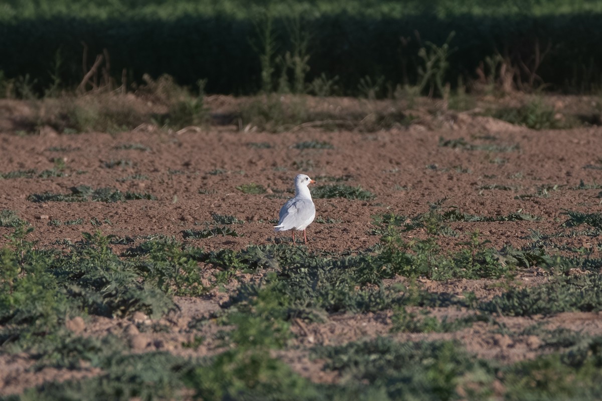 Mediterranean Gull - ML643163995