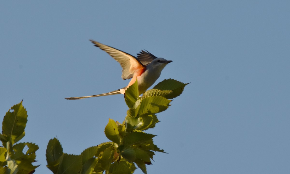 Scissor-tailed Flycatcher - ML643164006