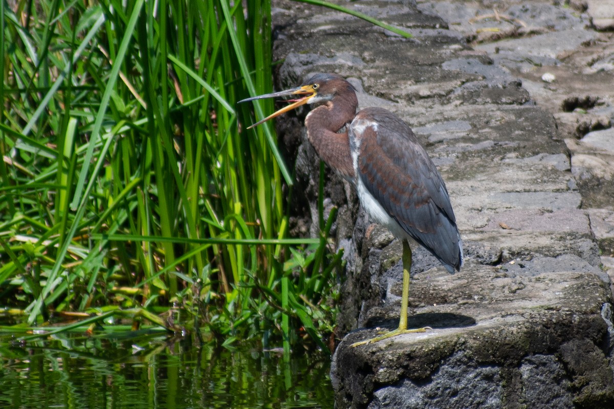 Tricolored Heron - ML643164008