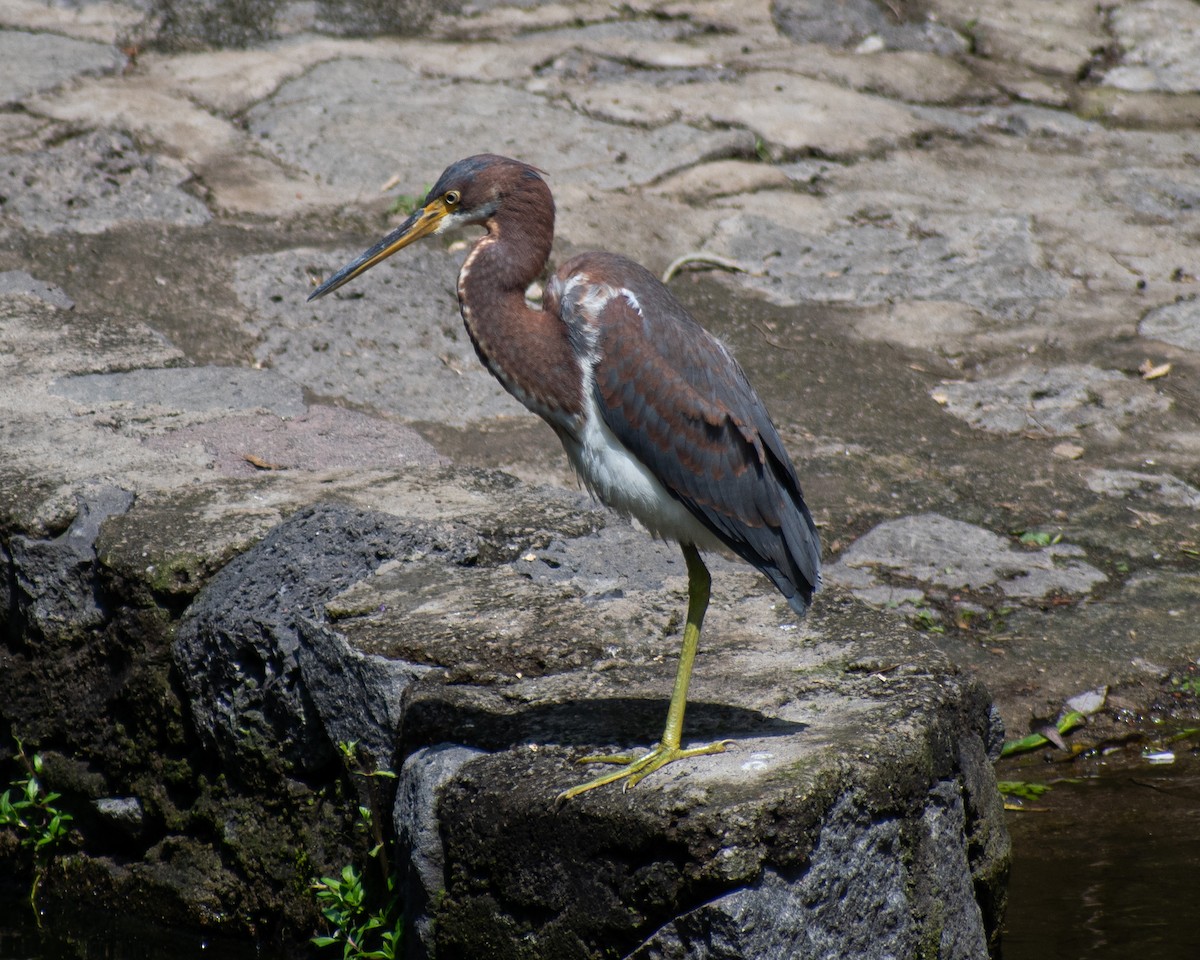 Tricolored Heron - ML643164011
