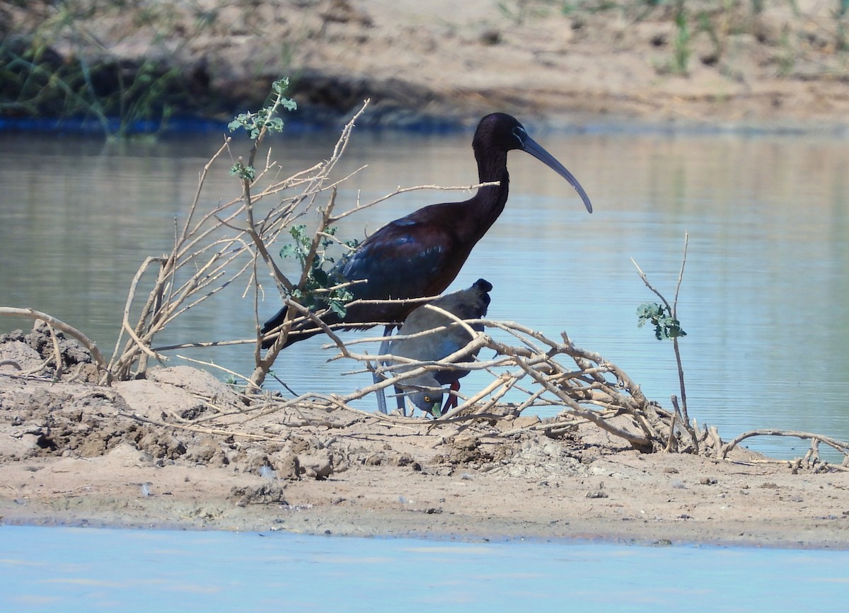 Glossy Ibis - ML643164018