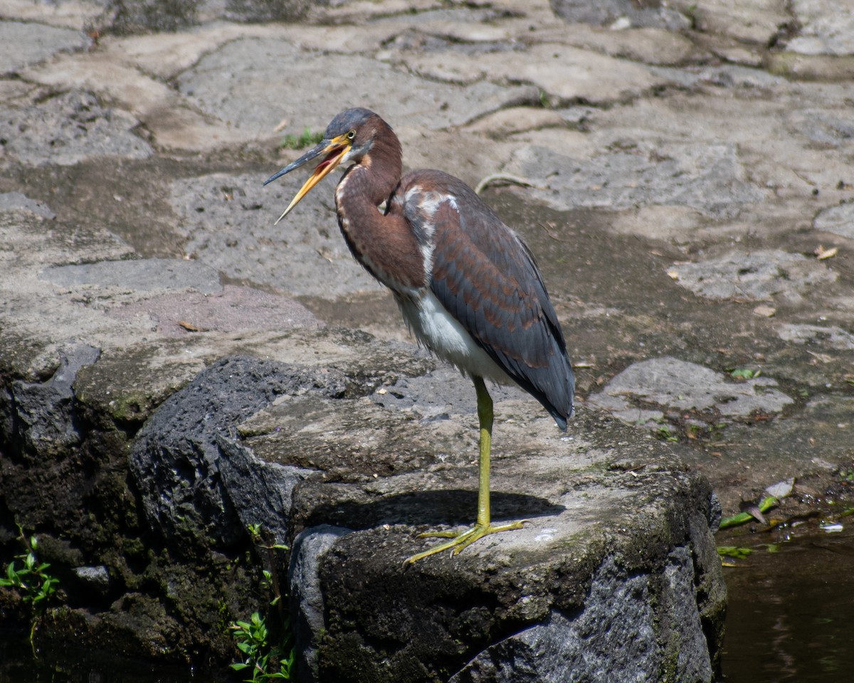 Tricolored Heron - ML643164020