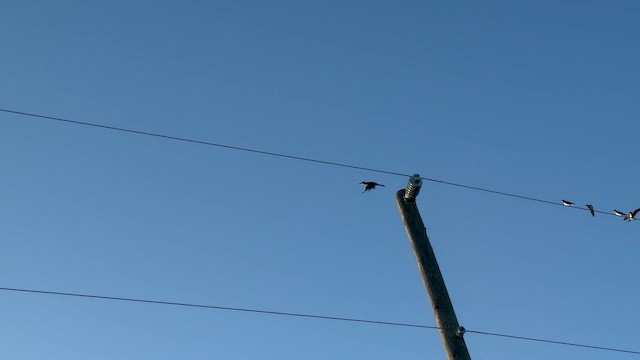 Purple Martin - ML643164021