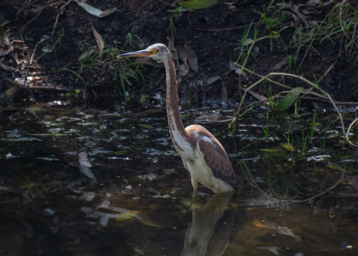 Tricolored Heron - ML643164026