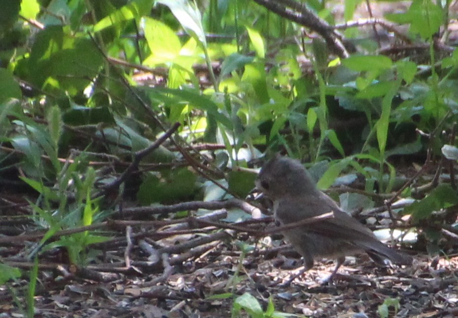 Juniper Titmouse - ML643164027