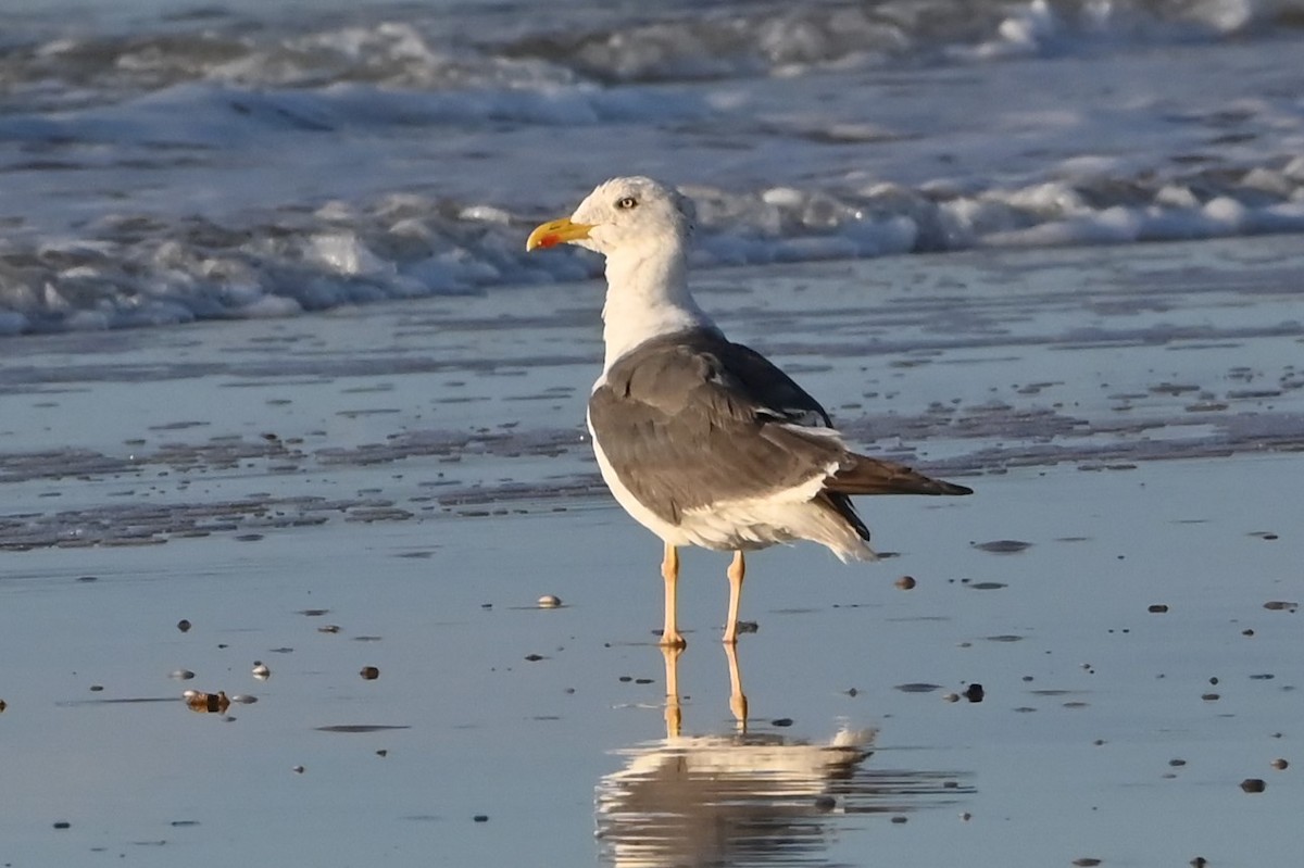Lesser Black-backed Gull - ML643164040