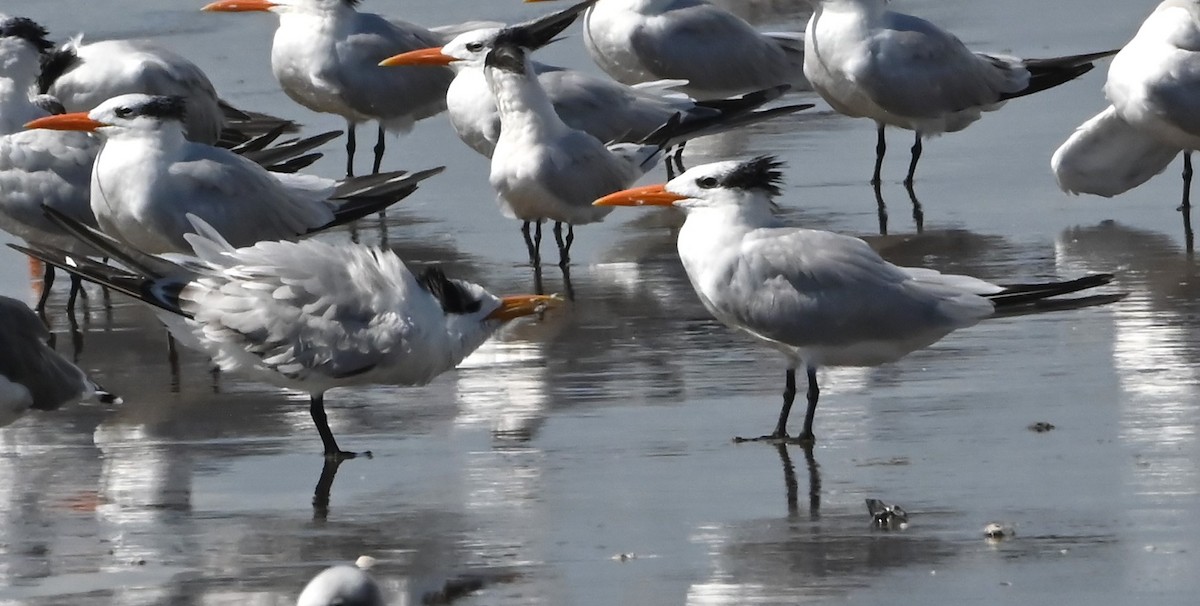 Royal Tern - ML643164063