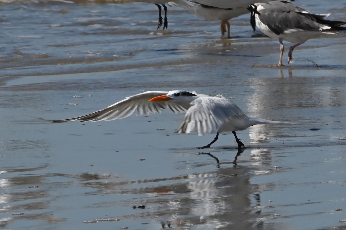Royal Tern - ML643164064