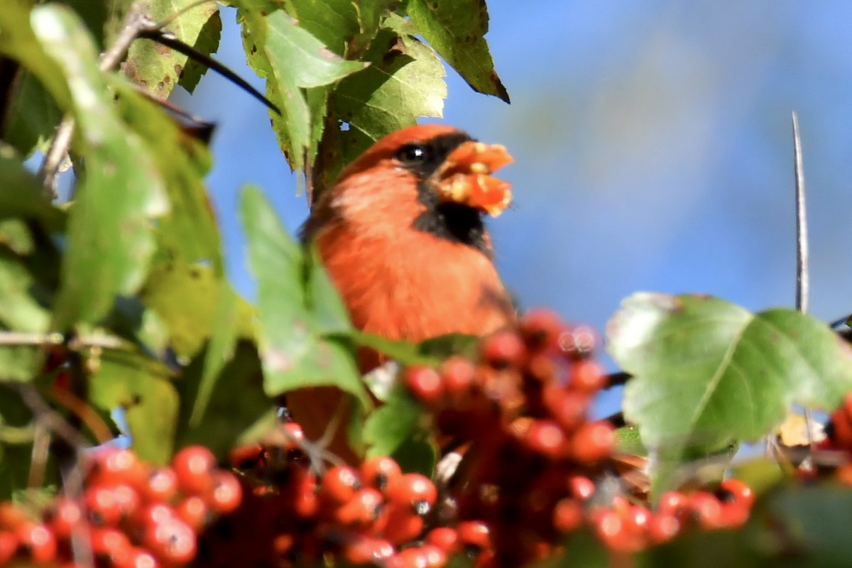 Northern Cardinal - ML643164097