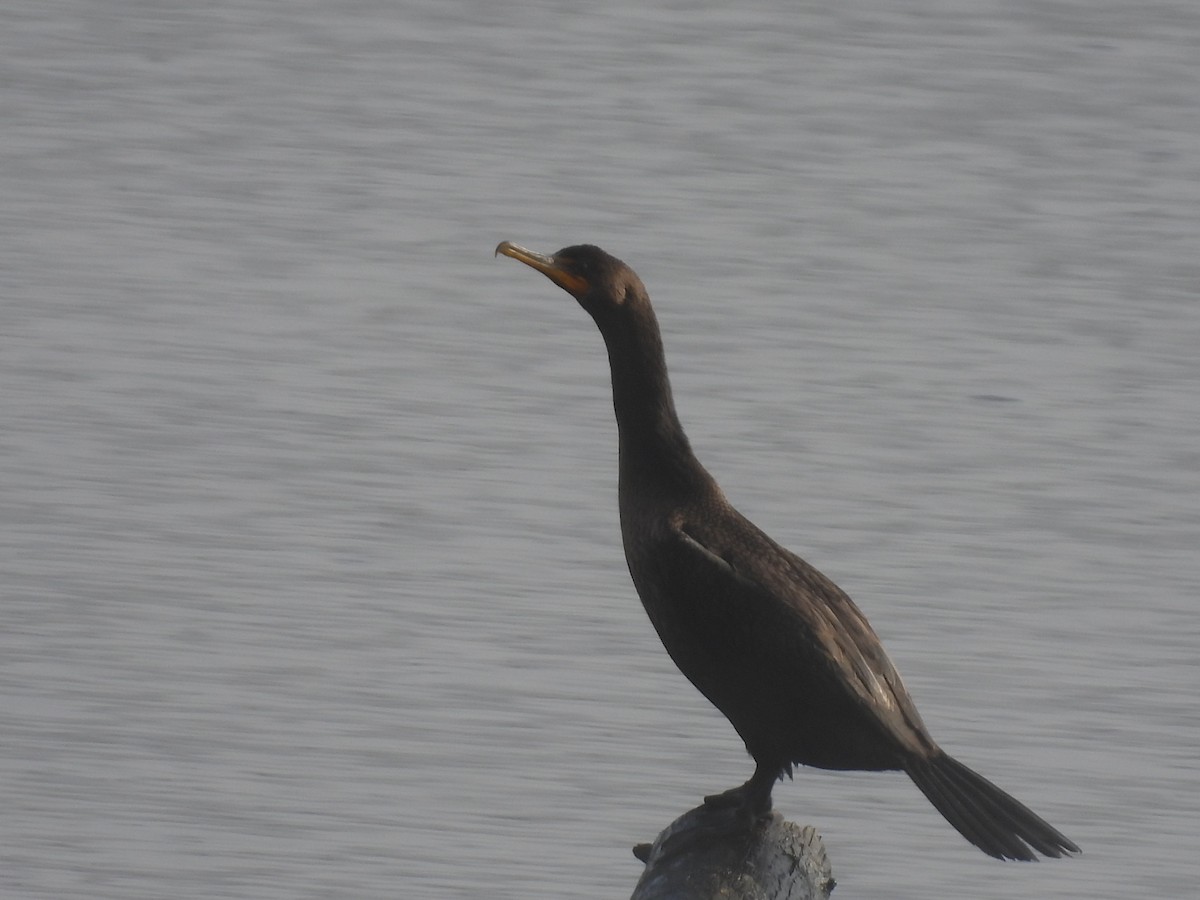 Cormoran à aigrettes - ML643164099